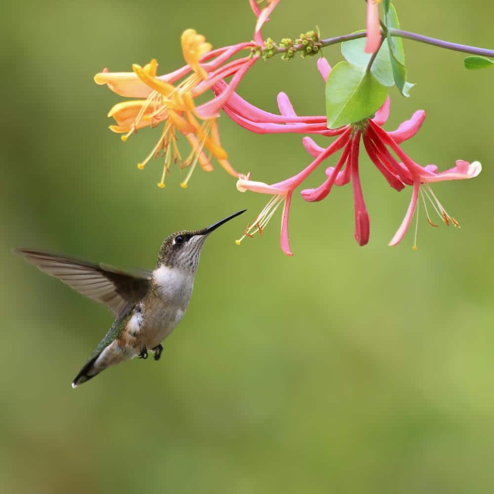 4 in. Honeysuckle Peaches and Cream Plant (3-Pack) - Hercitys