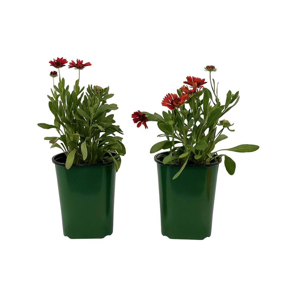 2.5 qt. Gaillardia Red Plant in Grower’s Pot (2-Packs) - Hercitys