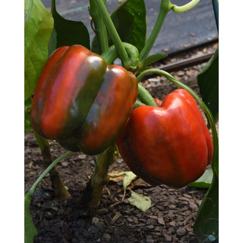 2 qt. Pepper Red Standard Green Edible Plant (3-Pack) - Hercitys