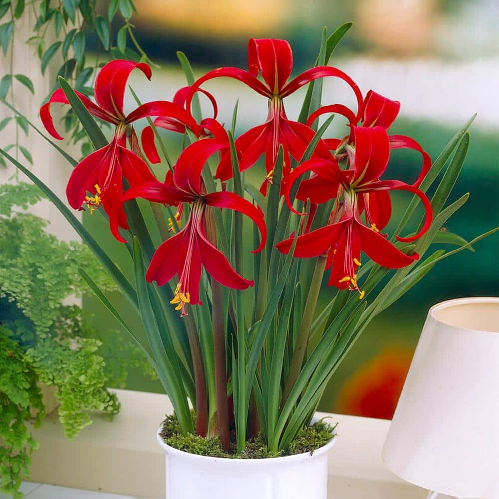 16 cm/18 cm, Aztec Lily Sprekelia Flower Bulbs (Bag of 5) - Hercitys