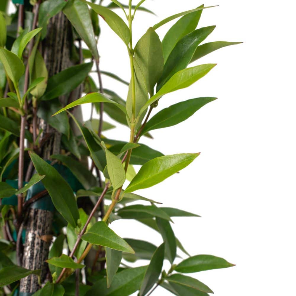 1 gal. Carolina Jessamine Plant with Yellow Flowers - Hercitys