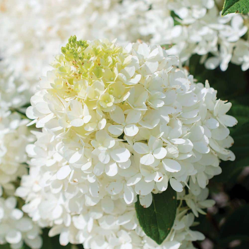 3 gal. Hydrangea Sweet Starlight Shrub with White and Pink Flowers - Hercitys