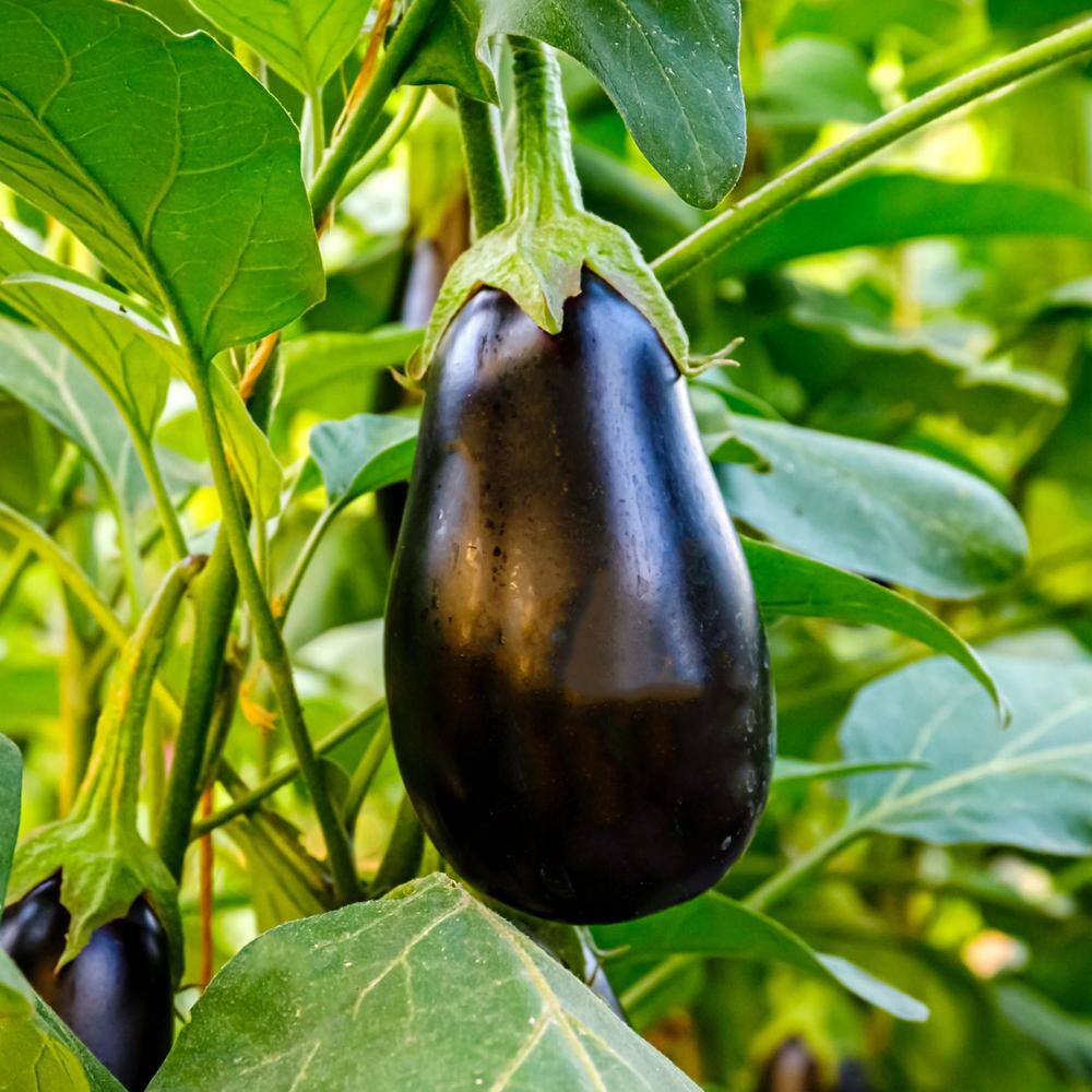 19 oz. Black Beauty Eggplant Plant (2-Pack) - Hercitys