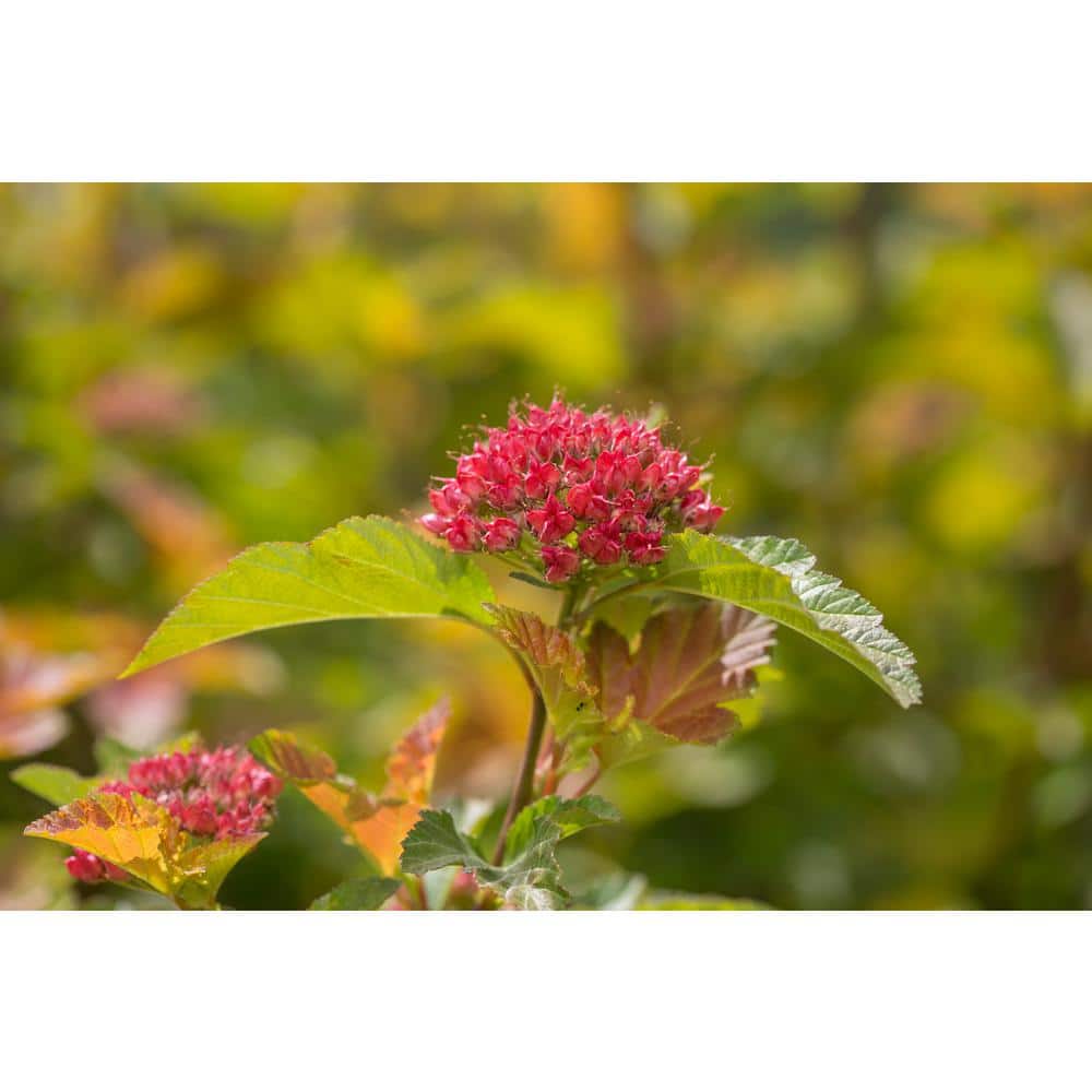 2 Gal. Amber Jubilee Ninebark (Physocarpus) Live Shrub with White Flowers - Hercitys