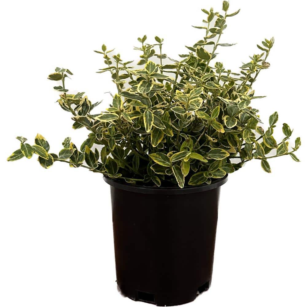 2.5 Qt. – Emerald and Gold Euonymus Live Shrub with Green and Yellow Folliage - Hercitys