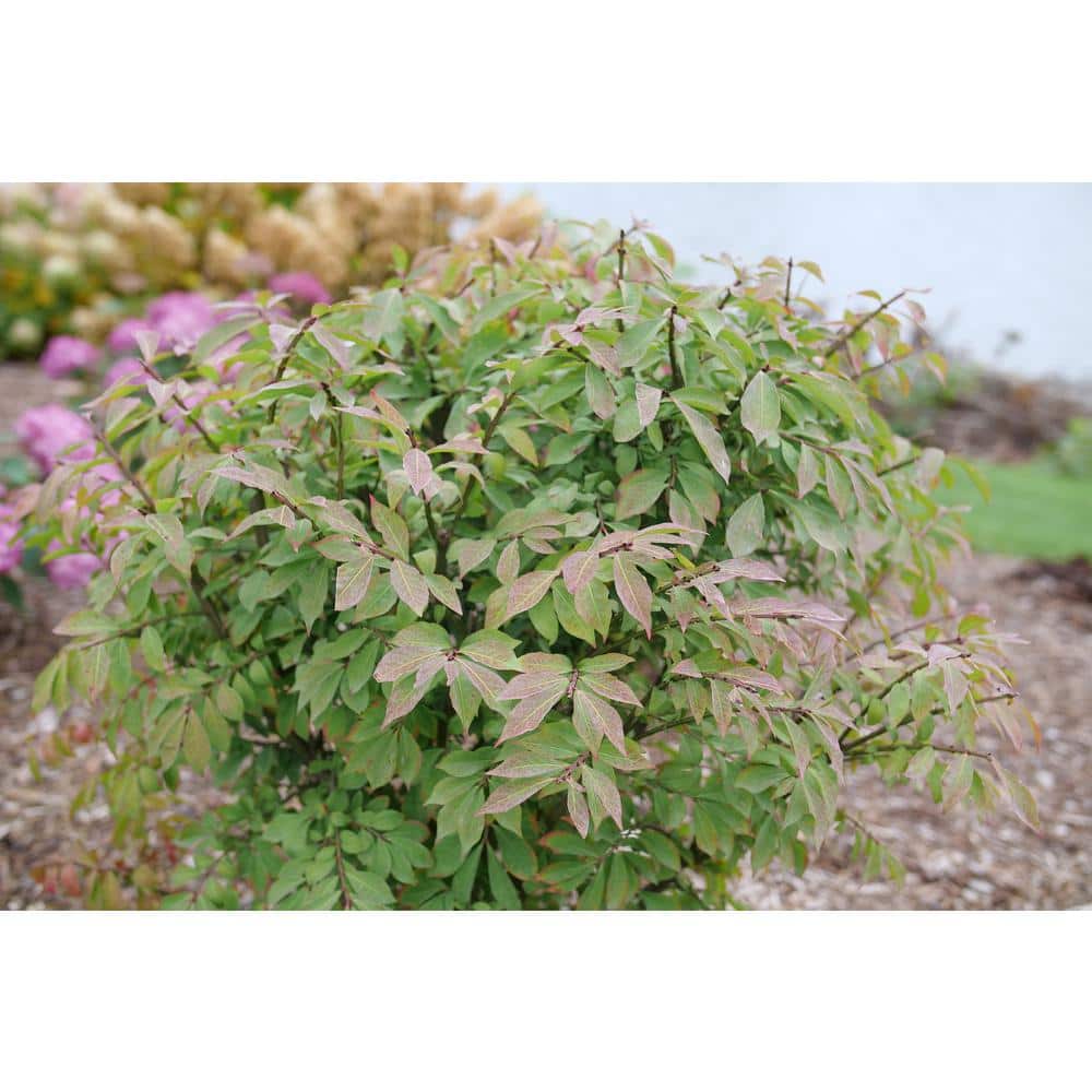 4.5 in. qt. Fire Ball Seedless Burning Bush (Euonymus Alatus) Live Shrub with Green and Red Foliage - Hercitys