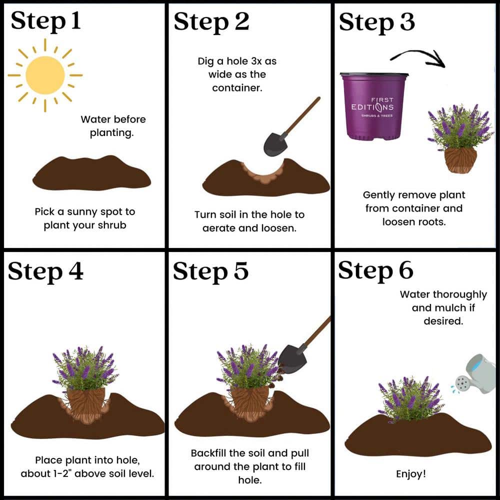 2 Gal. Psychedelic Sky Butterfly Bush Flowering Shrub with Fragrant Blue Flowers - Hercitys