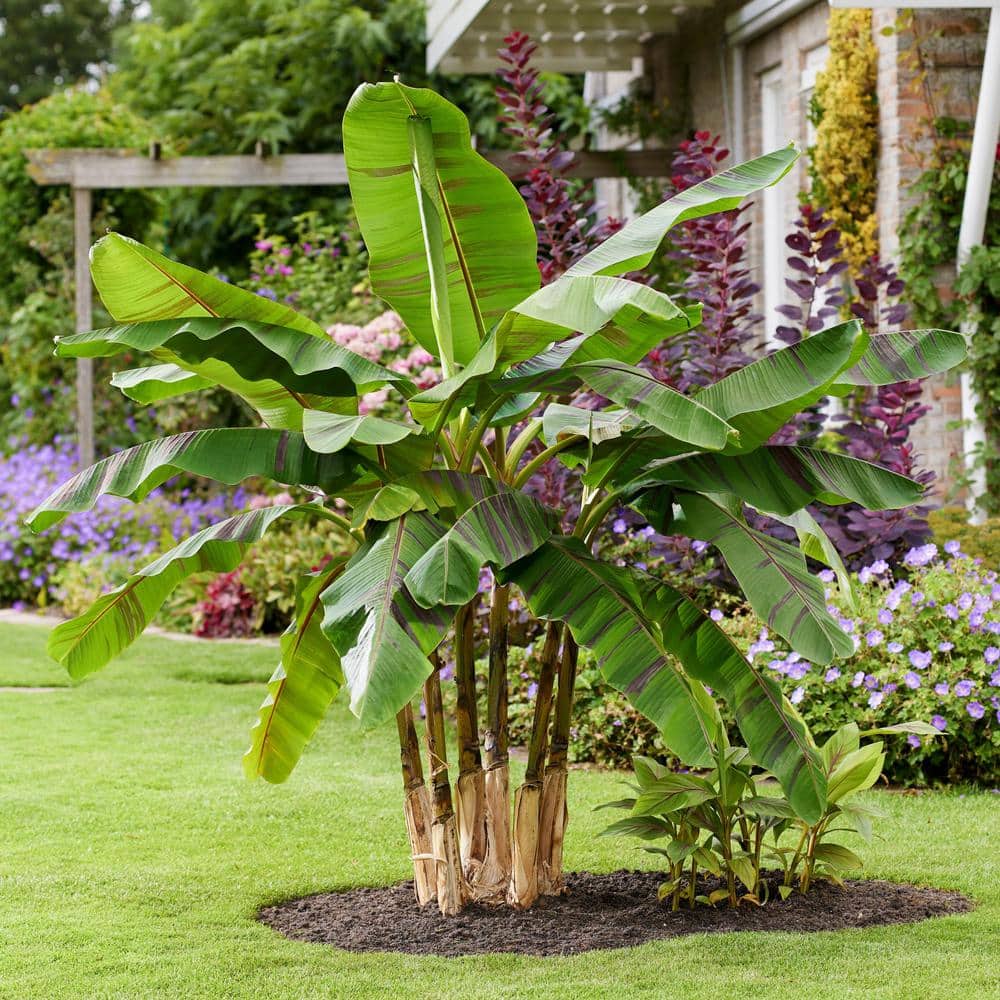 3.5 in. Banana Hardy Ever Red Perennial Plant - Hercitys