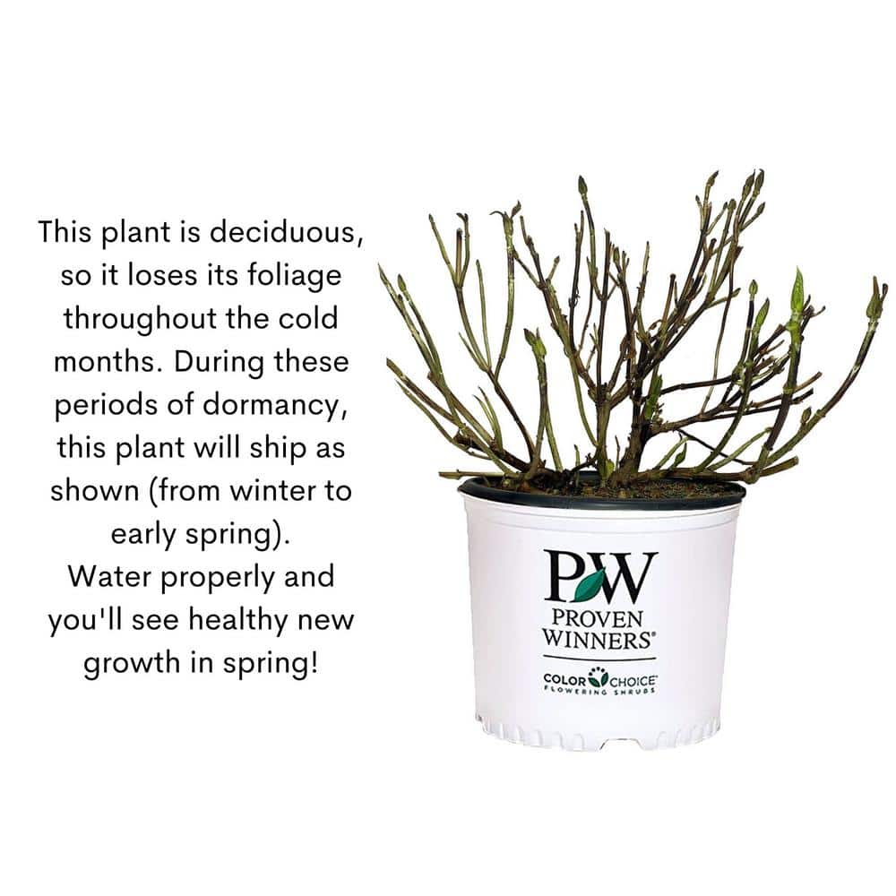 2 Gal. Let’s Dance Can Do Hydrangea Shrub with Pink Blooms - Hercitys