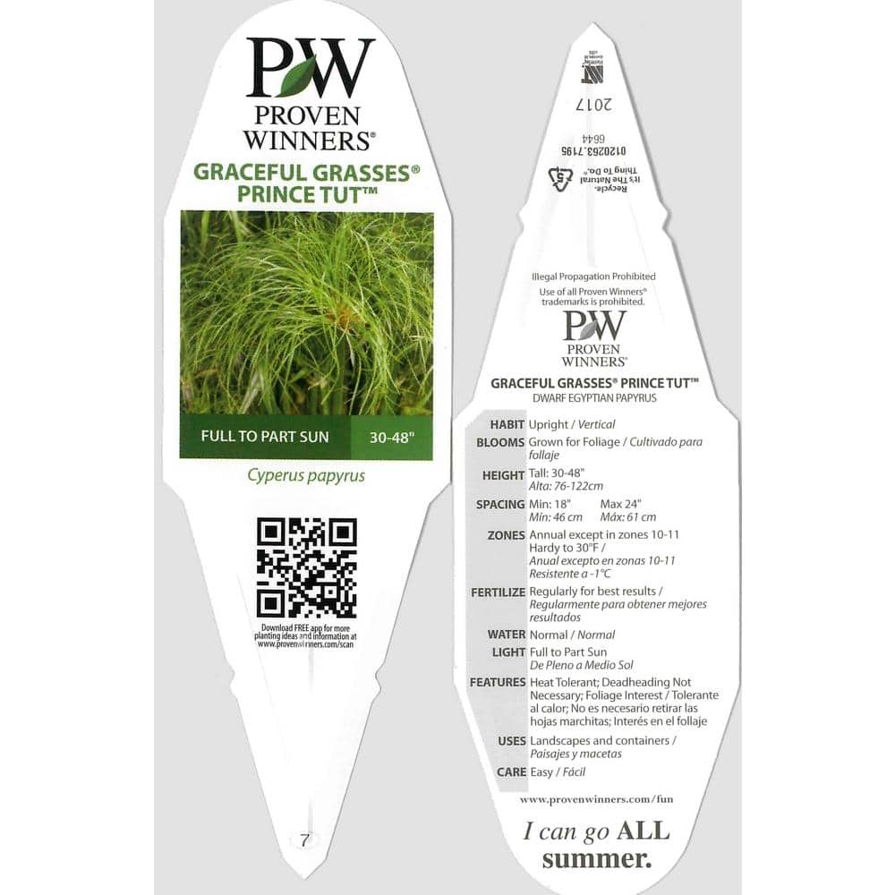 4.5 in. Qt. Graceful Grasses Prince Tut Dwarf Egyptian Papyrus (Cyperus) Live Plant, Bright Green Foliage - Hercitys