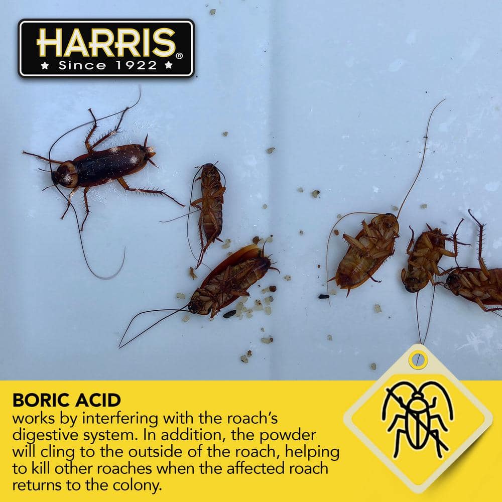 16 oz. Roach Powder (2-Pack) - Hercitys