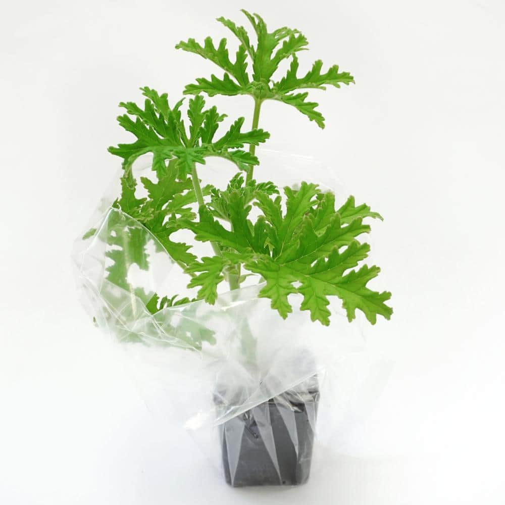 2 In. Pot Citronella Live Plant, Green Foliage - Hercitys
