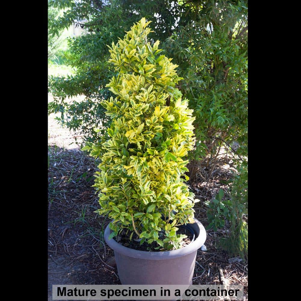 3 Gal. Golden Oakland Holly Tree with Pyramidal Yellow and Green Variegated Foliage - Hercitys