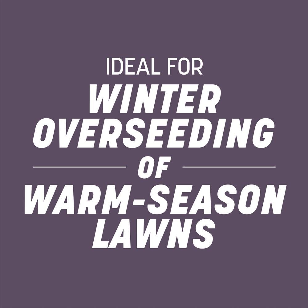 50 lbs. Annual Ryegrass Grass Seed (2-Pack) - Hercitys