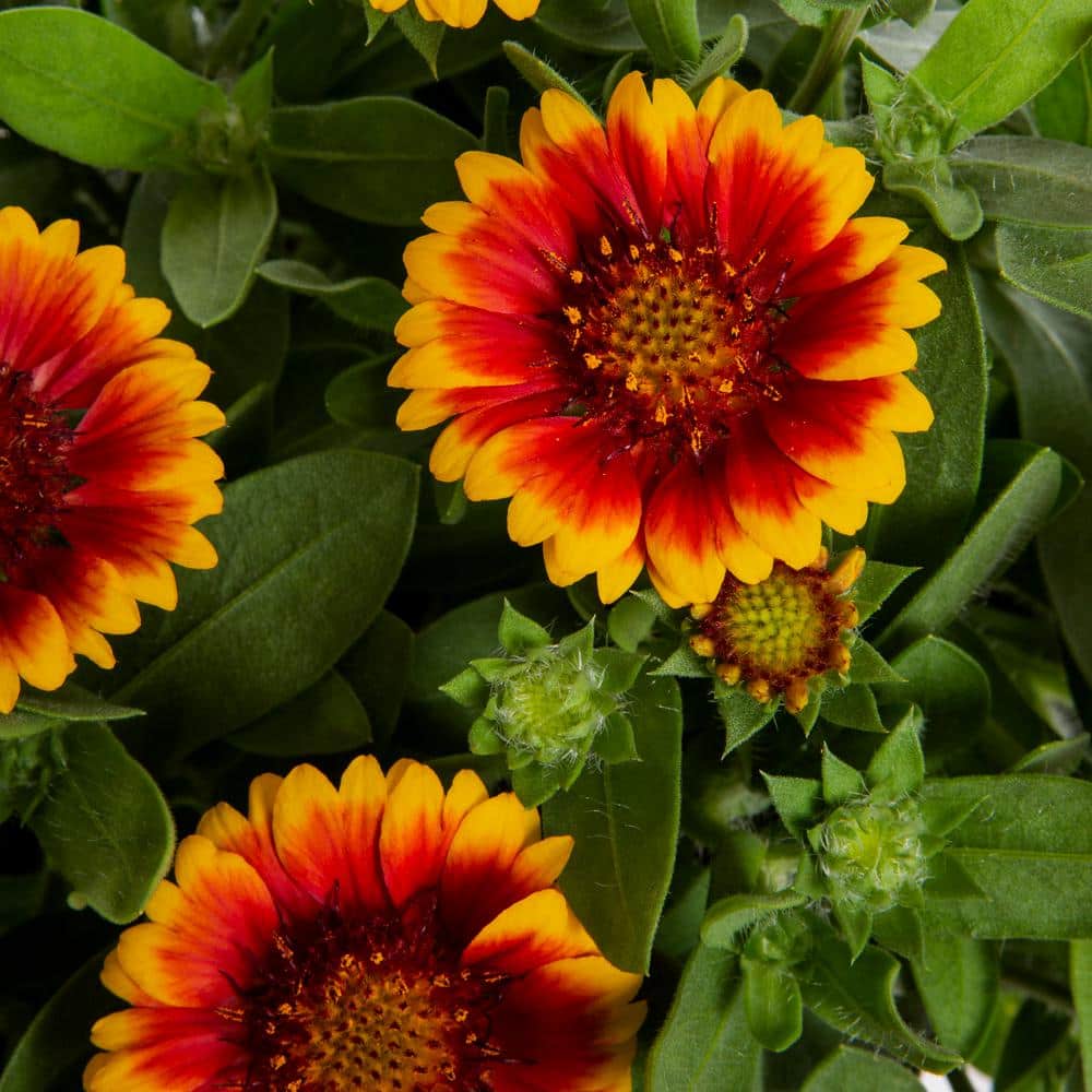 1 Gal. Barbican Yellow Red Ring Gaillardia Blanket Flower Napa Barrel Planter Perennial Plant (1-Pack) - Hercitys