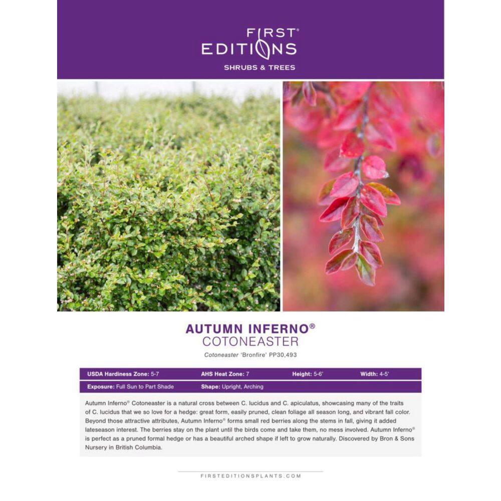 2 Gal. Autumn Inferno Cotoneaster Live Shrub with Fiery Red Foliage - Hercitys
