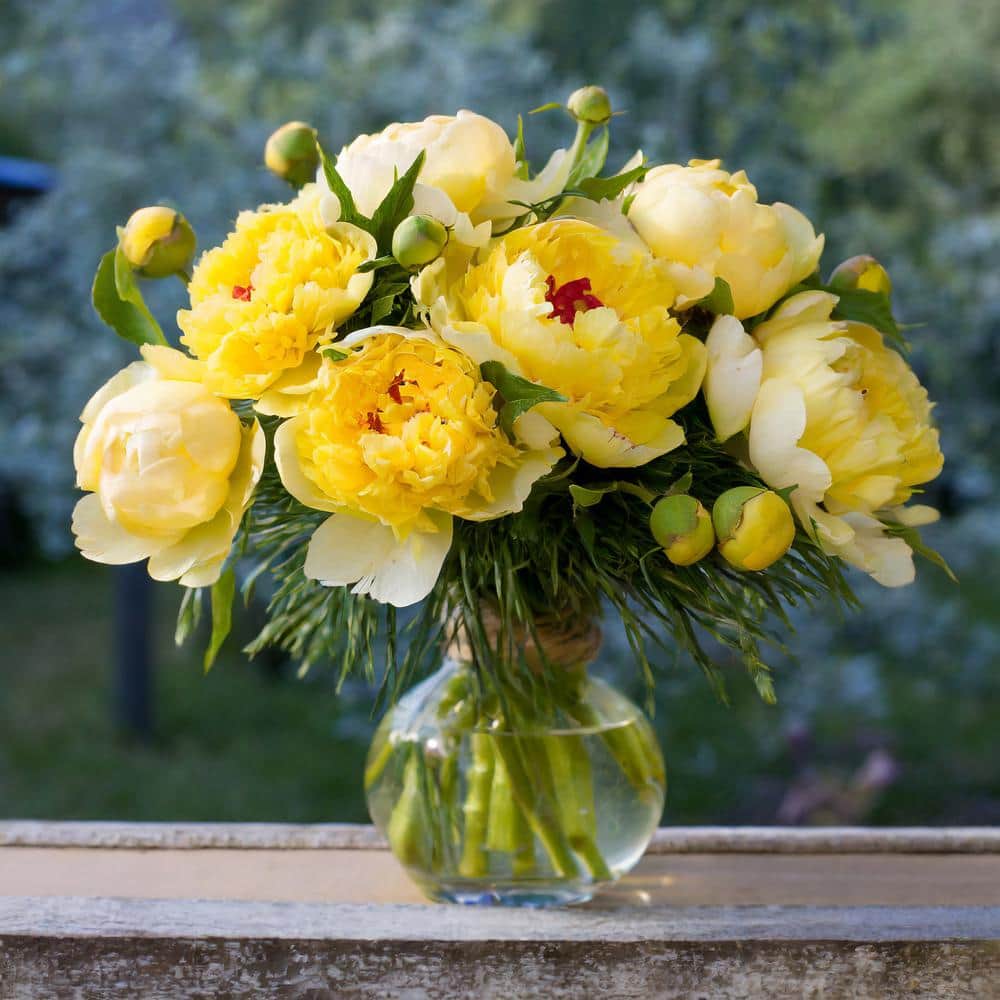 3/5 Eyes, Bartzella Itoh Peony Flower Bulbs, Live Bare Root (Bag of 1) - Hercitys