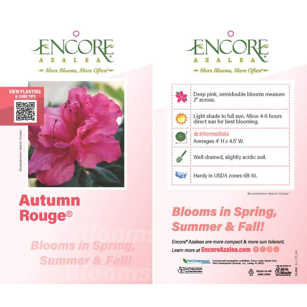 3 Gal. Autumn Rouge Shrub with Ruffled Bright Pink Reblooming Flowers - Hercitys