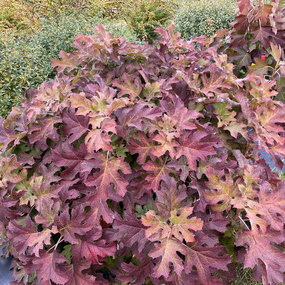 4.5 in. qt. Gatsby Glow Ball Oakleaf Hydrangea (Quercifolia) Live Flowering Shrub with White to Green Flowers - Hercitys