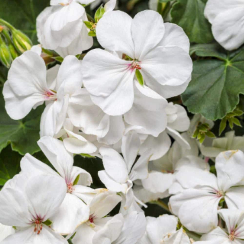 4.25 in. Eco+ Grande Boldly White Geranium (Pelargonium Interspecific) Live Annual Plant with White Flowers 4-Pack - Hercitys