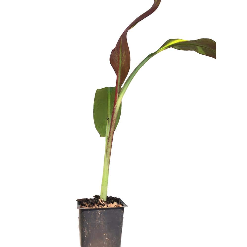 4 in. Red Pot Abyssinian Banana Plant - Hercitys