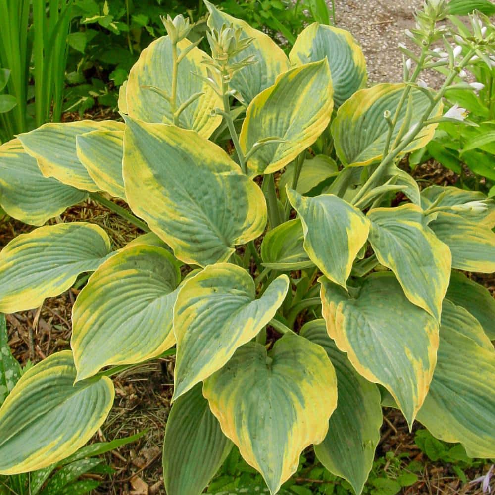 3 Gal. Pot, Paradigm Hosta Deciduous Perennial Plant (1-Pack) - Hercitys