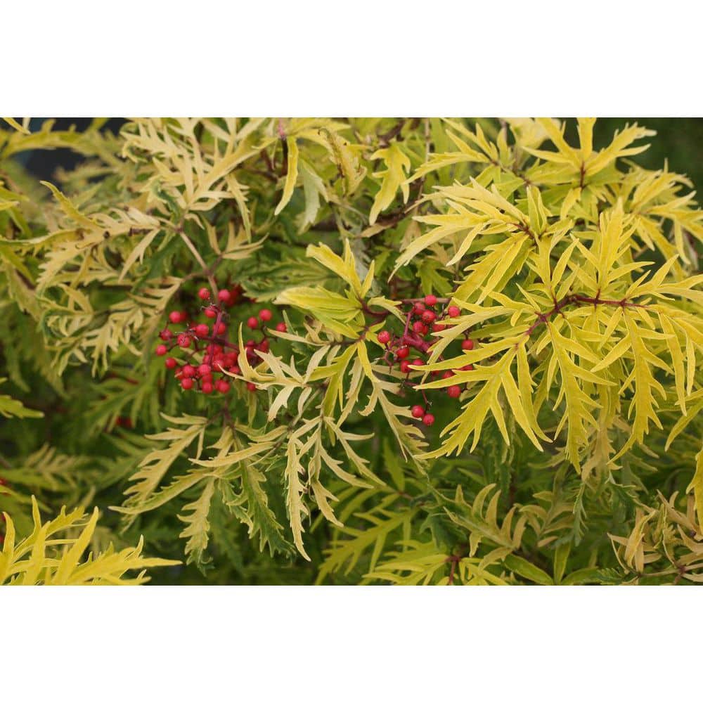 2 Gal. Lemony Lace Elderberry (Sambucus) Bright Yellow Foliage and White Flowers, Fall Red Berries - Hercitys