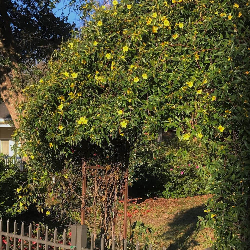 2.5 Qt. Carolina Jessamine Climbing Vine Plant with Yellow Fragrant Blooms - Hercitys