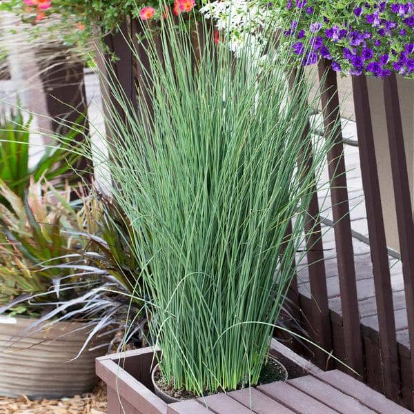 2.5 qt. Perennial Grass Juncus Inflexus Blue Dart - Hercitys
