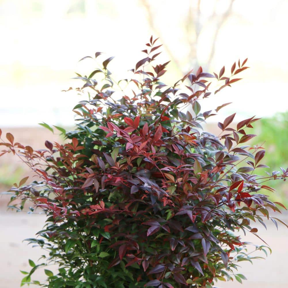 2.5 qt. Nandina Gulf Stream Shrub - Hercitys