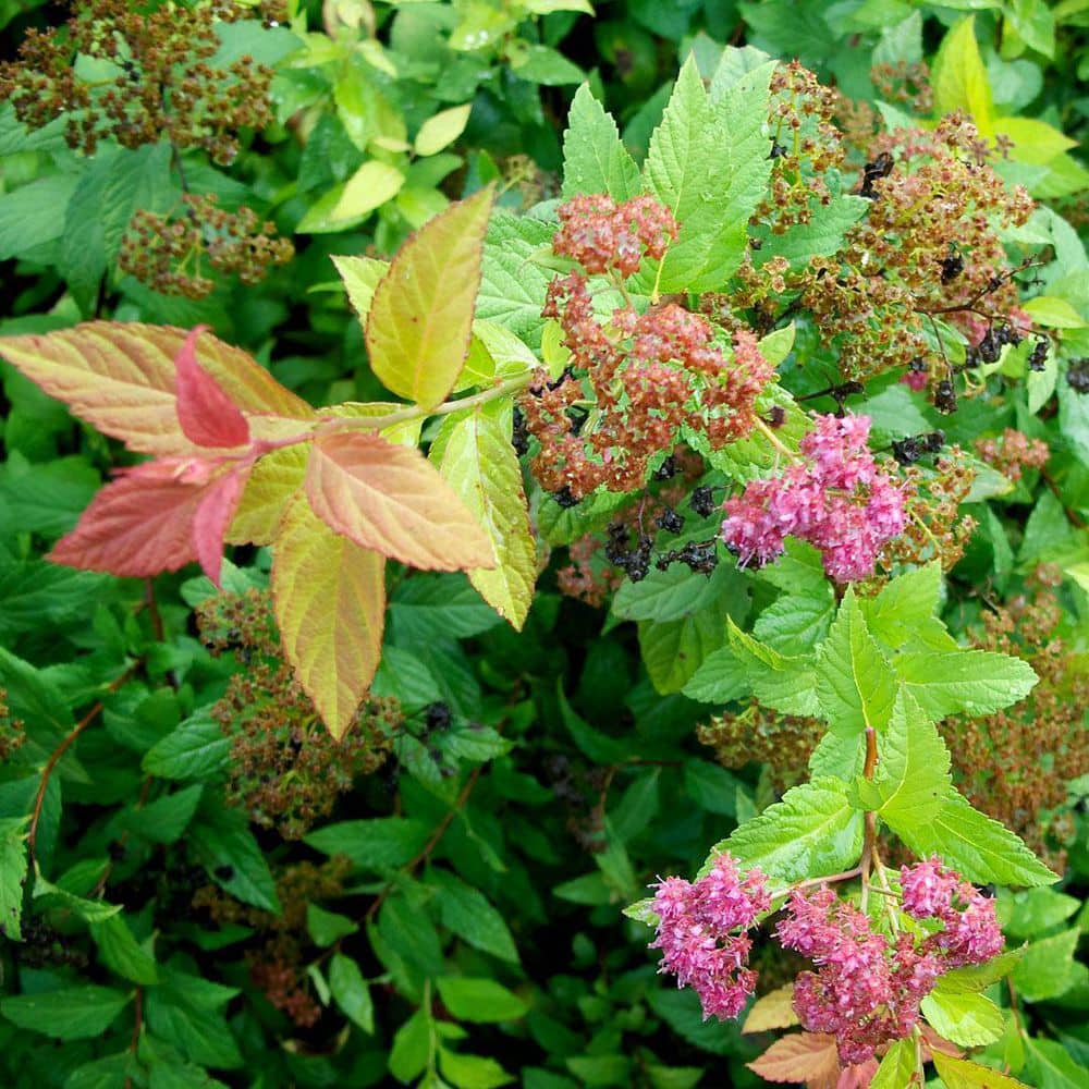 2.25 Gal. Magic Carpet Spiraea Live Shrub Dwarf with Pink Blooms - Hercitys