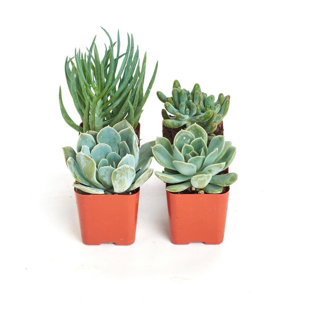 2 in. Blue/Green Collection Succulent (Collection of 4) - Hercitys