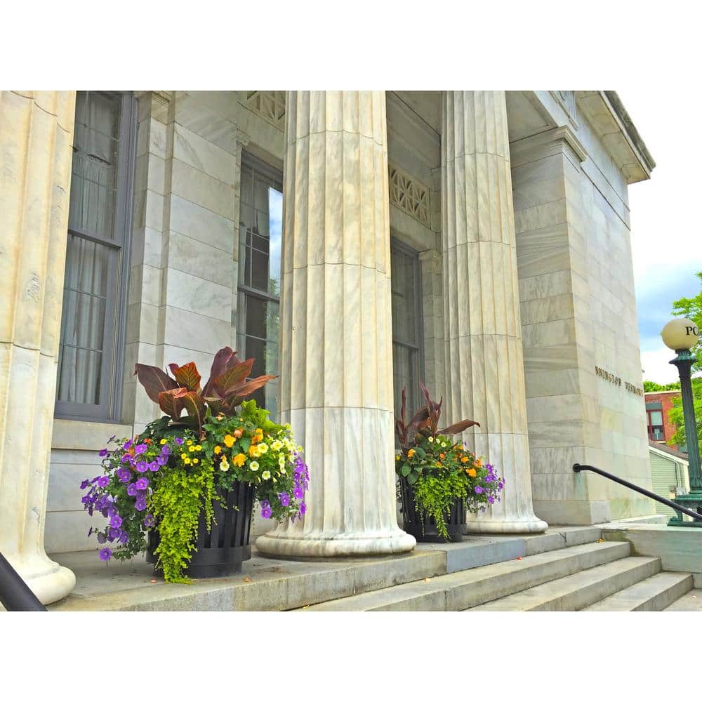 1.0 Gal. Perennial Canna Tropicanna Original (2-Pack) - Hercitys