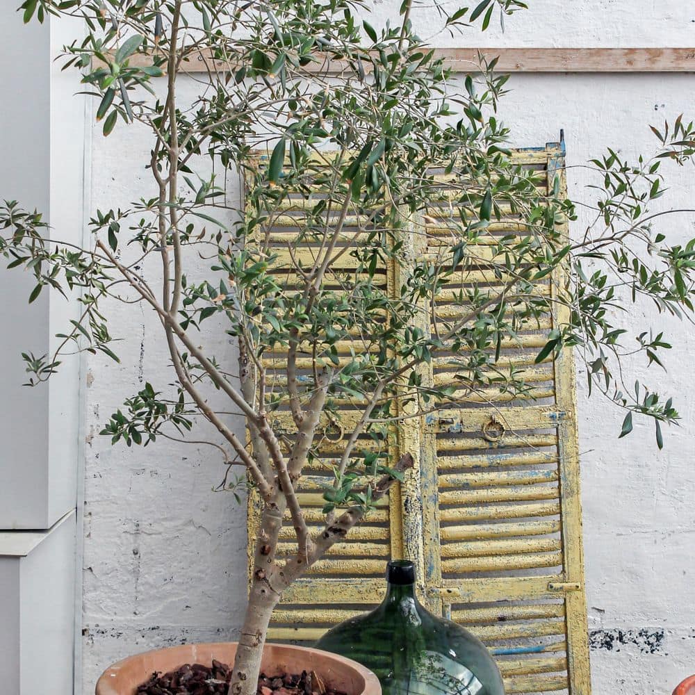 4 in. Olive Tree (3-Pack) - Hercitys