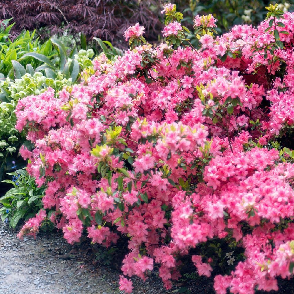 2.5 Quart Azalea ‘Pink Ruffle’ Flowering Shrub with Pink Flowers - Hercitys