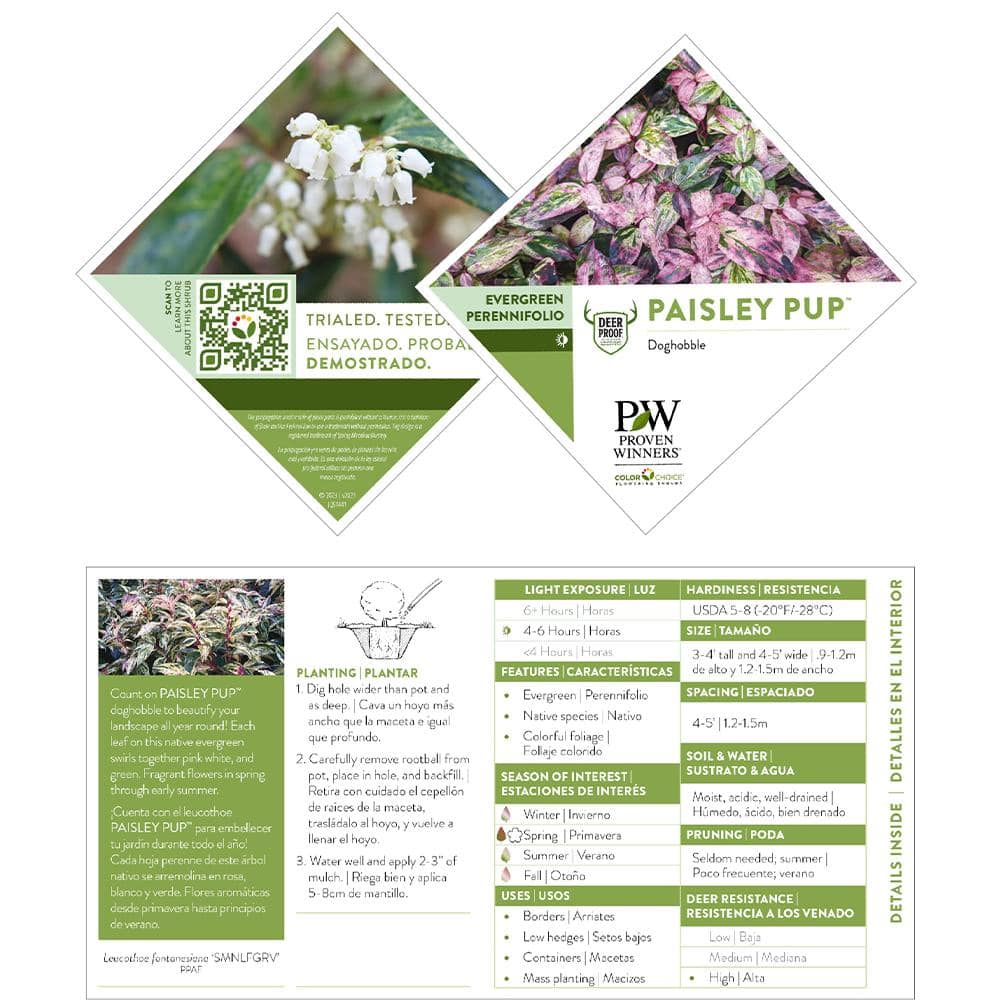 2 Gal. Paisley Pup Doghobble Shrub - Hercitys