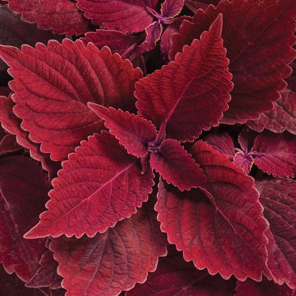 4.25 in. Eco+Grande ColorBlaze Rediculous Coleus (Solenostemon) Live Plant, Red Foliage (4-Pack) - Hercitys