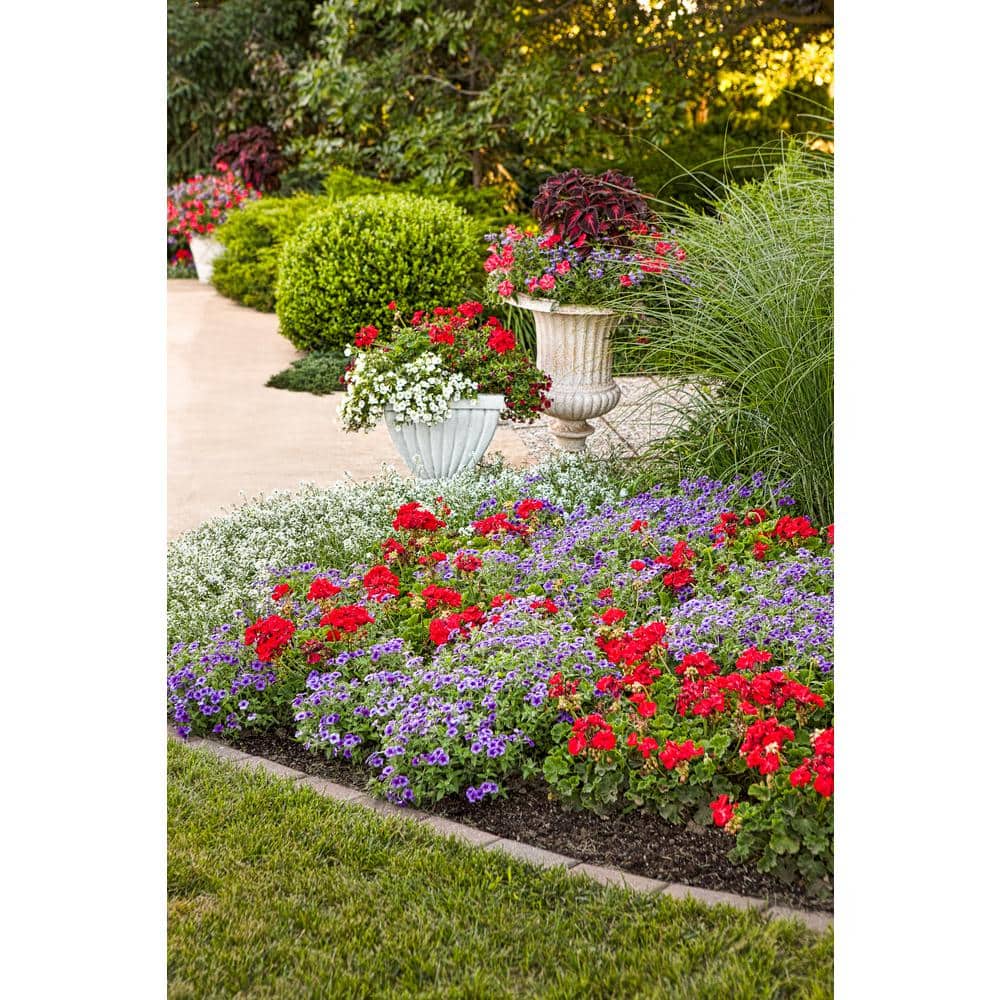 4.25 in. Eco+Grande, Superbells White (Calibrachoa) Live Plants, White Flowers (4-Pack) - Hercitys