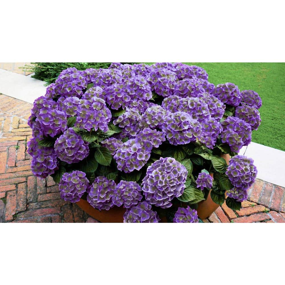 2 Gal. Hydrangea Violet Crown Shrub with Purple Flowers - Hercitys