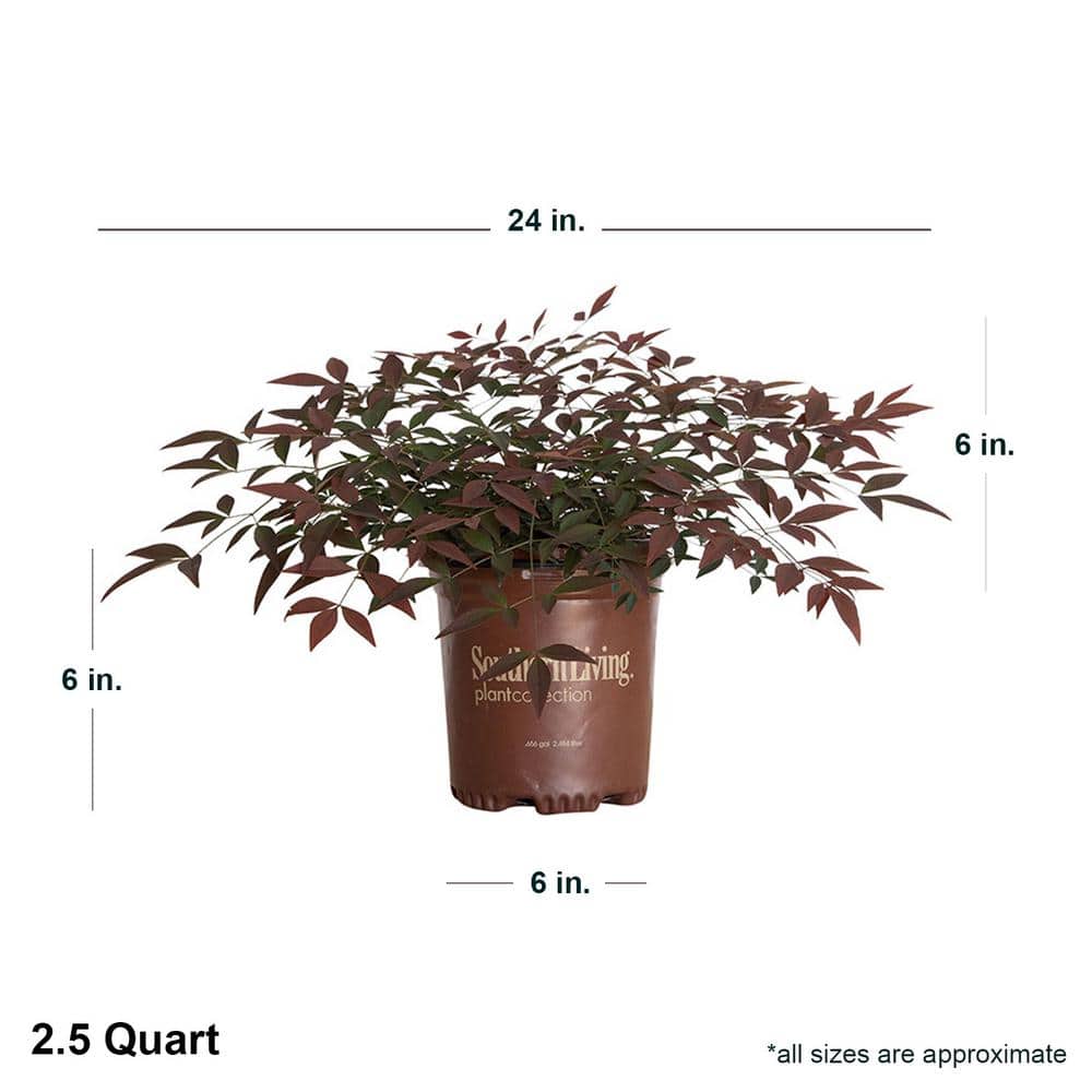 2.5 Qt. Flirt Nandina, Live Evergreen Groundcover Shrub, Deep Red New Foliage - Hercitys
