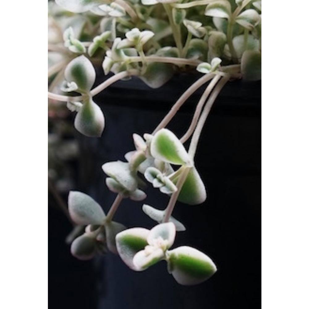 5-Piece Non-Fragrant Live Variegated Sedum Little Missy Planter Pet-Safe - Hercitys