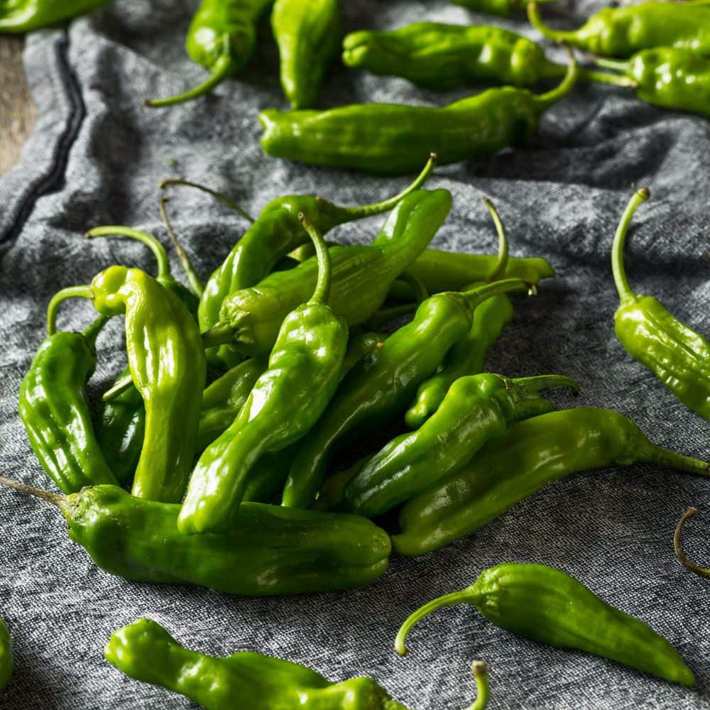 2.5 in. Chile Pepper Shishito Plant (3-Pack) - Hercitys