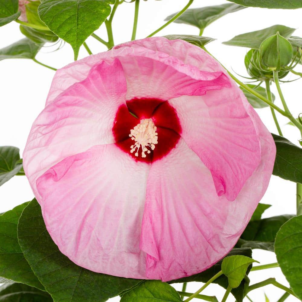 1.75 Gal. Hibiscus Luna Pink Swirl Perennial Plant (1-Pack) - Hercitys