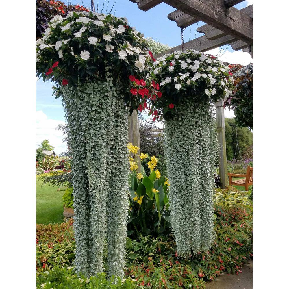 4.25 in. Eco+Grande Silver Falls (Dichondra) Live Plant, Silver-White Foliage ((4-Pack)) - Hercitys