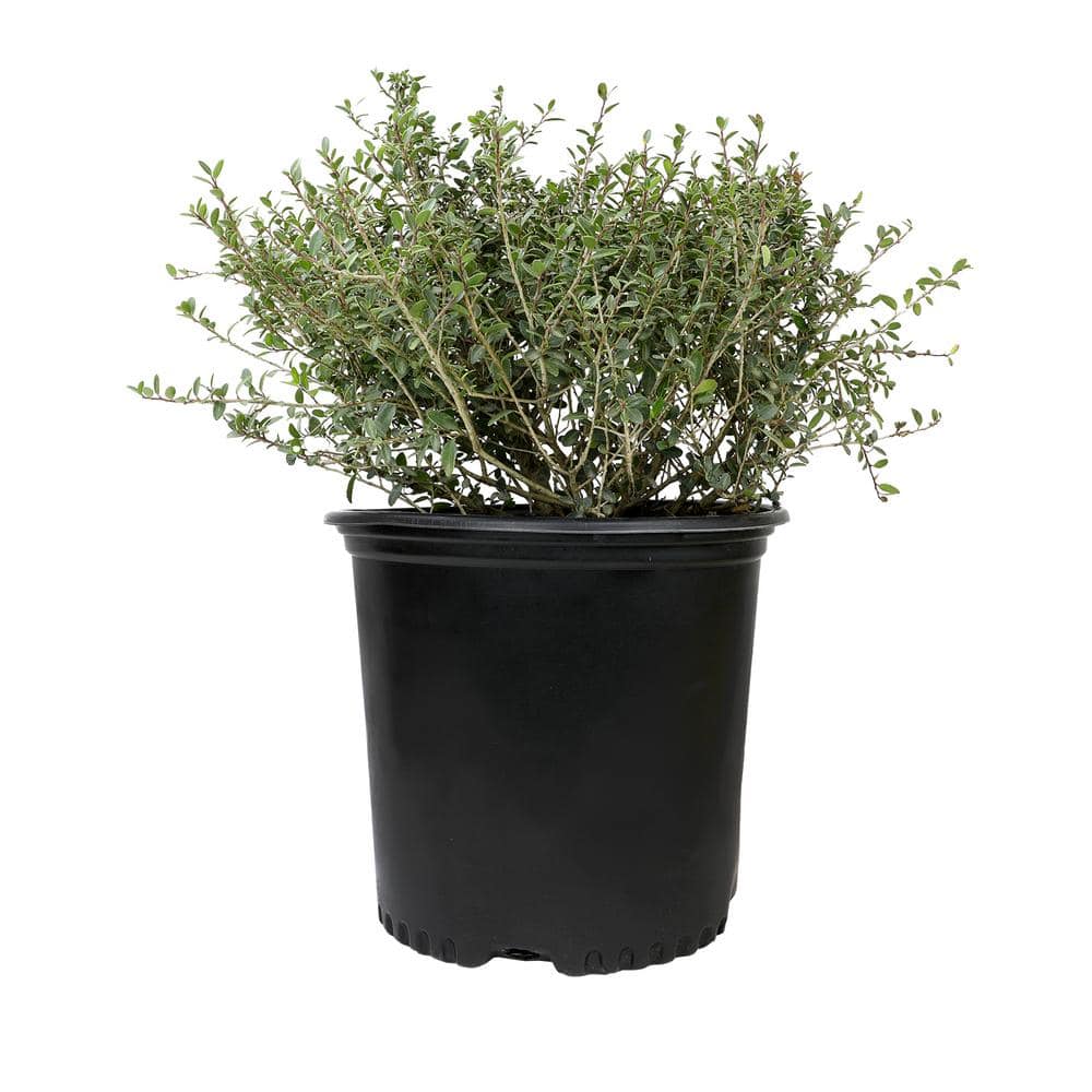 3G Dwarf Yaupon Holly (ILEX VOMITORIA STOKES DWARF) Shrub Single - Hercitys