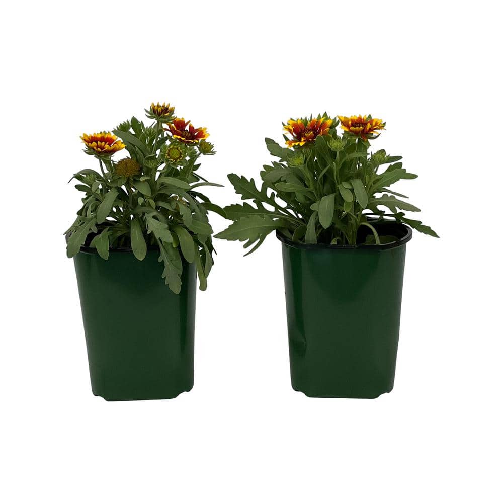 2.5 qt. Gaillardia Yellow Plant Touch in Grower’s Pot (2-Packs) - Hercitys