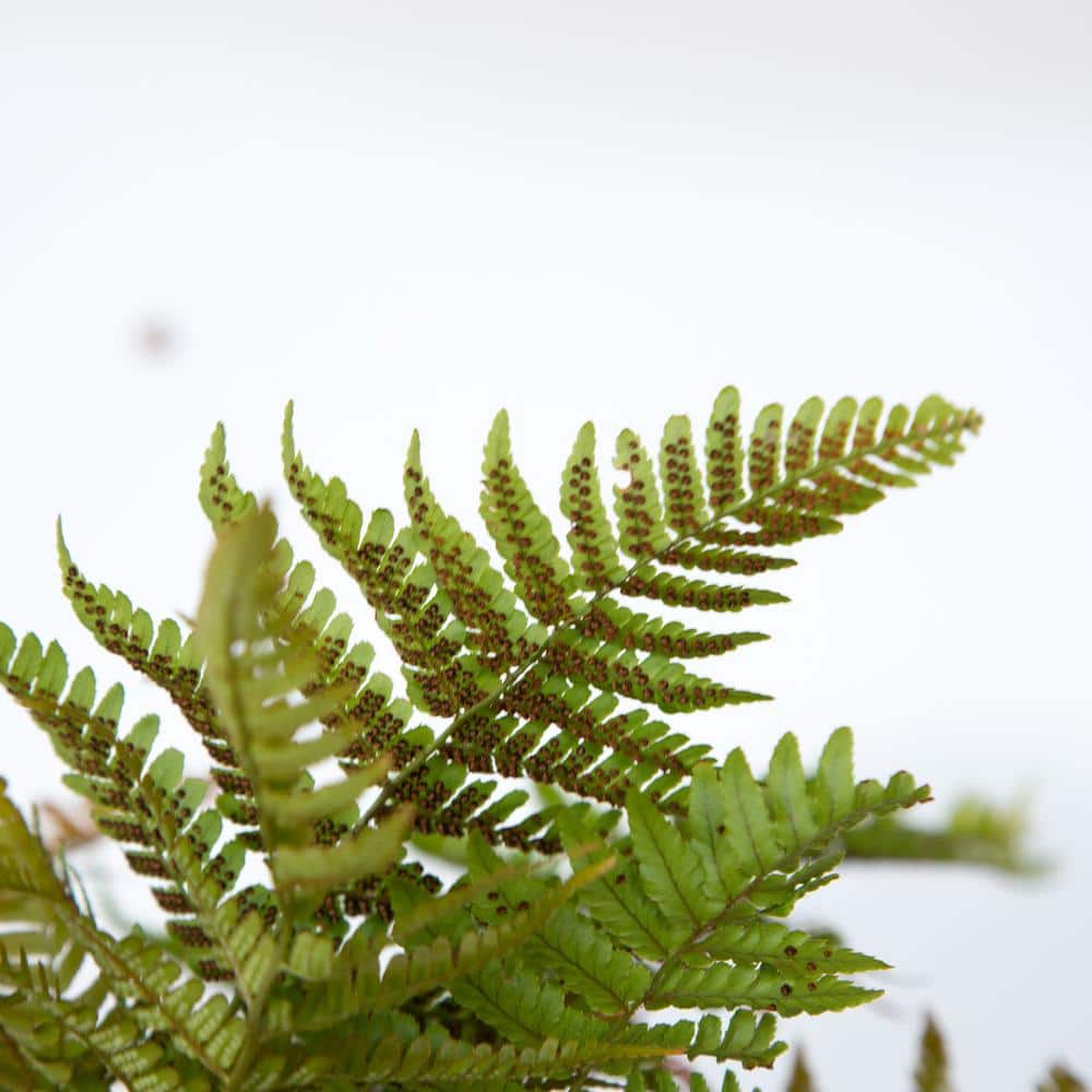 2.5 Qt. Autumn Fern, Live Evergreen Plant, Copper and Green Foliage - Hercitys