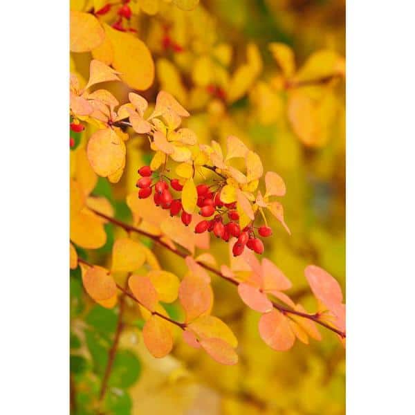 1 Gal. Dwarf Golden Barberry Shrub with Exceptionally Bright Yellow Foliage - Hercitys