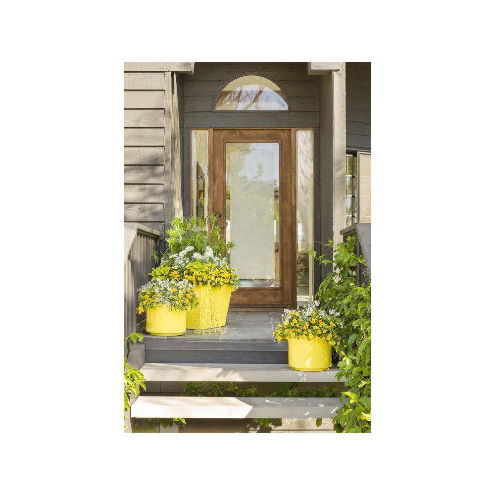 4.25 in. Eco+Grande, Superbells Lemon Slice (Calibrachoa) Live Plant, Yellow and White Flowers (4-Pack) - Hercitys