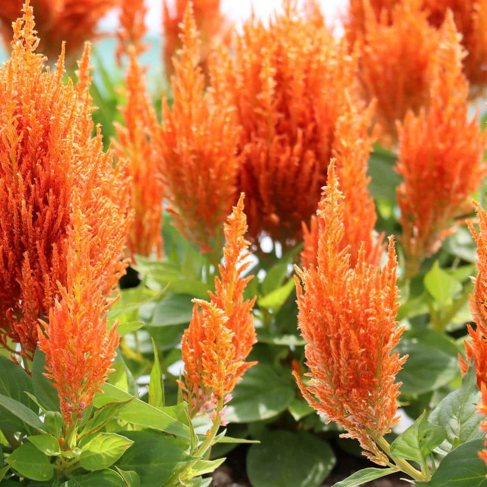 4 in. Celosia Uptown Funk Celosia Mix Annual Plant with Multicolor Flowers (3-Pack) - Hercitys